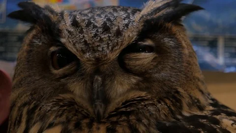 Owl staring and judging you Stock Footage 104517121