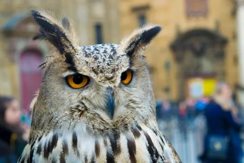 Owl staring at animals Stock Photos