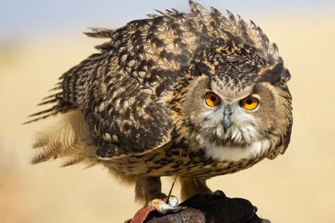 Owl staring at the camera Foto stock