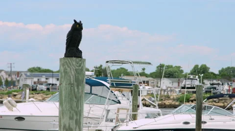 Owl statue on a dock post near the ocean Video stock 64889337