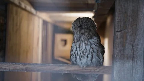 Owl on a stick Stock-Footage 93082906