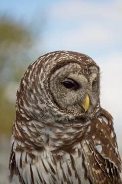 Owl, Strigiformes, looking off in the distance. Stock Photos