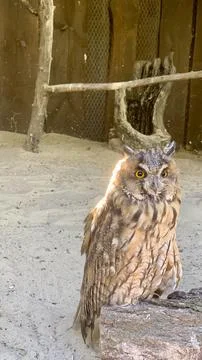 An owl with striking features is resting on a log inside a sandy habitat. Foto stock