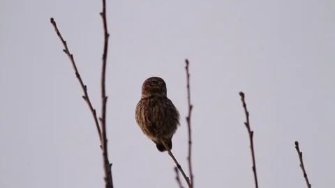 Owl at sunset Stock Footage 71425754