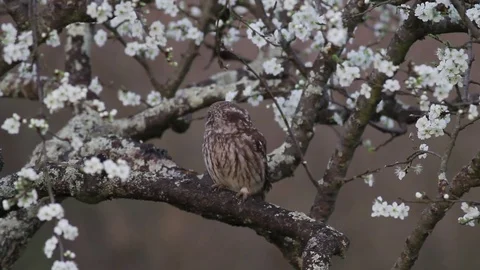 Owl at sunset Stock Footage 71430010