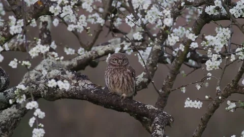 Owl at sunset in the garden Stock Footage 71425076