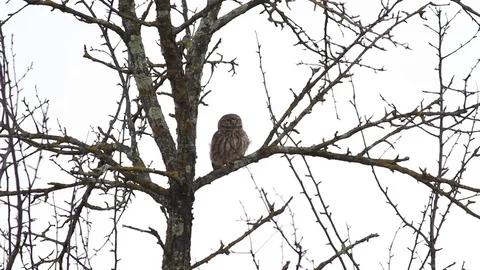 Owl at sunset in the garden Stockbeeldmateriaal 71426080