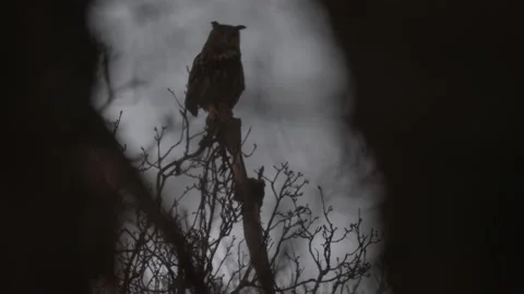 Owl sunset pink blue twilight in the forest. Eurasuan eagle-owl, Bubo Bubo, in t Stock Footage 237223418