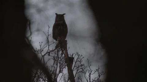 Owl sunset pink blue twilight in the forest. Eurasuan eagle-owl, Bubo Bubo, in t Stock Footage 237223434