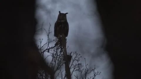 Owl sunset pink blue twilight in the forest. Eurasuan eagle-owl, Bubo Bubo, in t Stock Footage 237223460