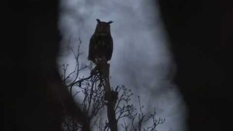 Owl sunset pink blue twilight in the forest. Eurasuan eagle-owl, Bubo Bubo, in t 動画素材 237223633