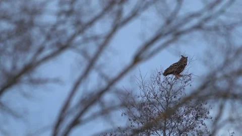 Owl sunset pink blue twilight in the forest. Eurasuan eagle-owl, Bubo Bubo, in t Stock Footage 237224161