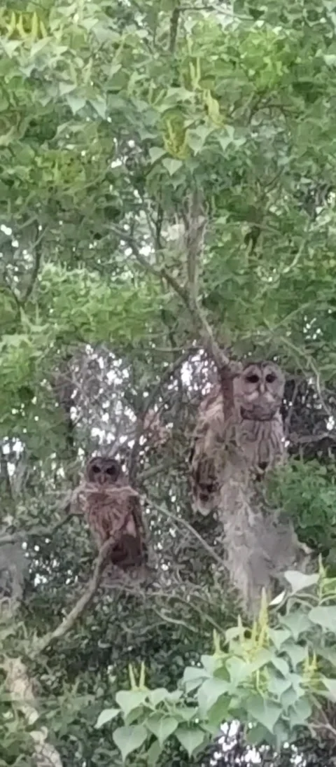 Owl Swoops Straight to Camera, Jacksonville, Florida, USA - 25 May 2023 Stock-Footage 243379617