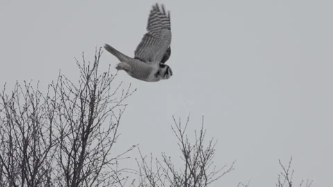 Owl take off slow motion Stockbeeldmateriaal 243226436