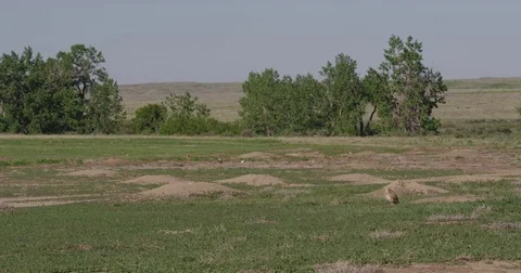 Owl takes off from clearing on summer day Stock Footage 83600846
