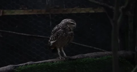 The owl takes flight Stock Footage 260346803