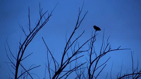 Owl Takes Off From Tree Stock Footage 10843310