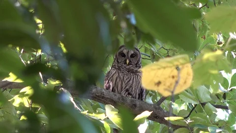 Owl in Tree 4K Video stock 116454231