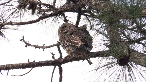 Owl In Tree Back Stock Footage 104293390