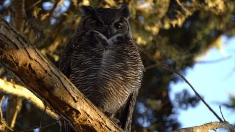 Owl in a tree close up staring at camera Stock Footage 117568489