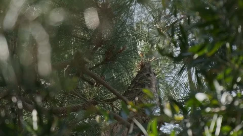 Owl in tree during day time getting swarmed and harassed by crows Видео 129000591