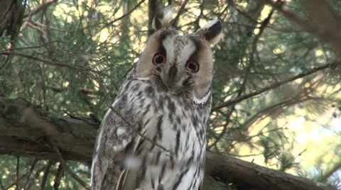 Owl in tree Видео 33743675