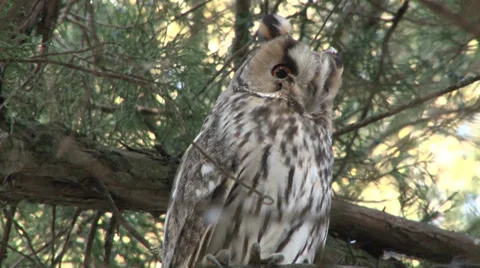 Owl in tree Stock Footage 33743721