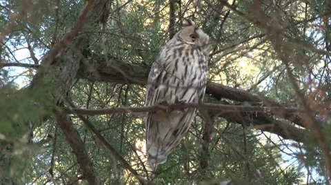Owl in tree Vidéo 33743786