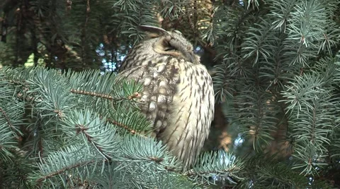 Owl in a tree Stock Footage 47863552