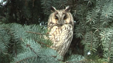 Owl in a tree Stock Footage 47891269