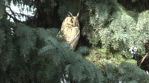 Owl in a tree Stock Footage 47891466