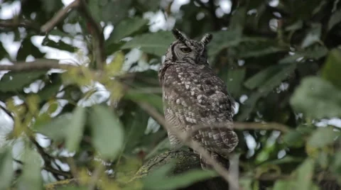 Owl in a Tree Stock Footage 52138122