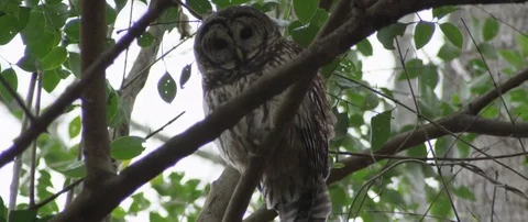 Owl in Tree Stock-Footage 73598597
