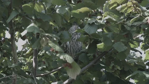 Owl in tree 動画素材 129038602