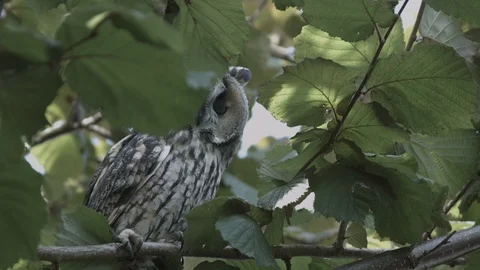 Owl in tree 動画素材 129039266