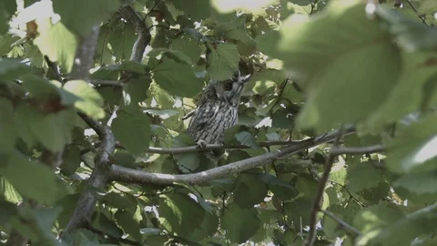 Owl in tree 動画素材 129039412