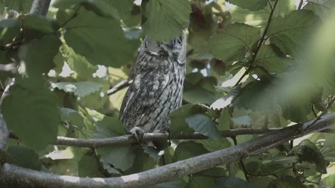 Owl in tree Stock Footage