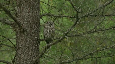 Owl in tree 動画素材 262022773