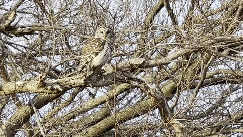 Owl in a Tree Stock Footage 265204840
