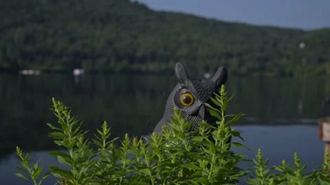 Owl on the tree Stock Footage 297793166