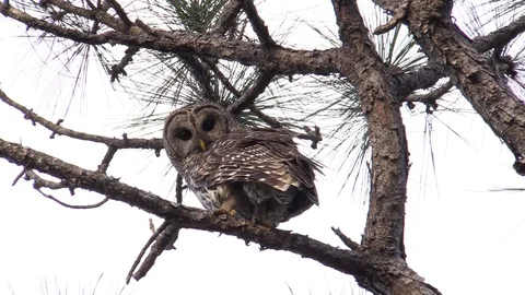 Owl In Tree Looking Away Stock Footage 104293404