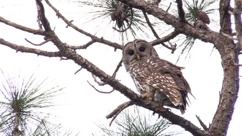 Owl In Tree Lower Third Close Up Stock Footage 104293366