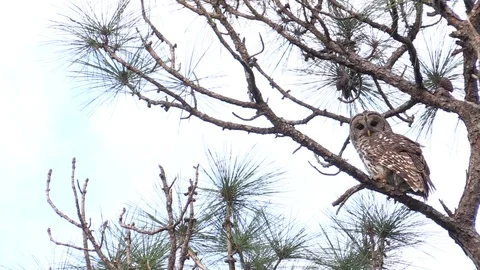 Owl In Tree Lower Third Stock Footage 104293442
