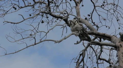 Owl on a tree in a mountain forest Video stock 54543428