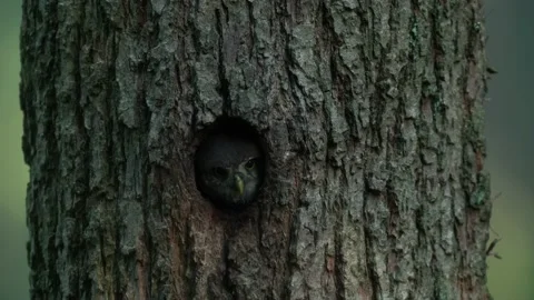 Owl in tree nest hole. Pygmy Owl, sitting on tree spruce branch with dark forest Video stock 164311780
