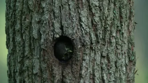 Owl in tree nest hole. Pygmy Owl, sitting on tree spruce branch with dark forest Stock Footage 164311929