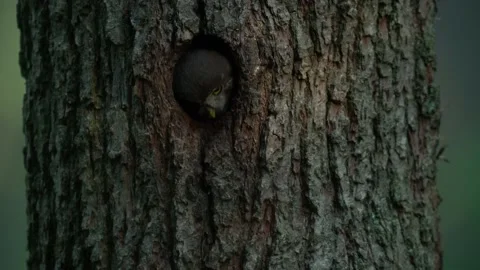 Owl in tree nest hole. Pygmy Owl, sitting on tree spruce branch with dark forest Stock Footage 164311963