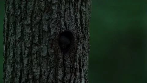 Owl in tree nest hole. Pygmy Owl, sitting on tree spruce branch with dark forest Vídeos de archivo 164312958