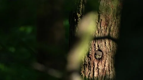 Owl in tree nest hole. Pygmy Owl, sitting on tree spruce branch with dark forest Vidéo 164313123