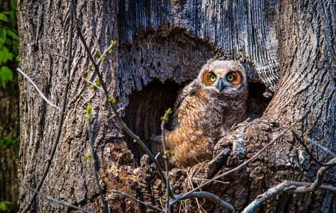 Owl in Tree Nest Foto stock